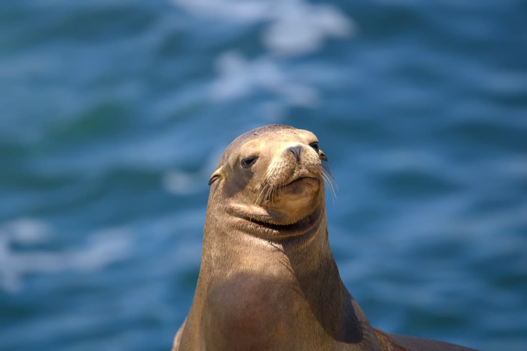 La Jolla